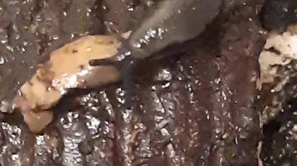 Black slug survived 