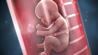 CO ROBIĄ Z LUDZKIMI PŁODAMI?  UTAJNIONY PROCEDER