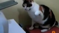 10 Cutest Cat Moments