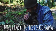 Apropo Defacto - Grzybobranie