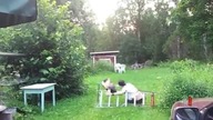 Fail na drabinie