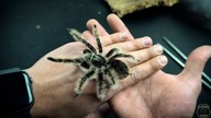 Brachypelma albopilosum nicaragua- NAJŁAGODNIEJSZY i najbardziej PLUSZOWY ptasznik ŚWIATA!