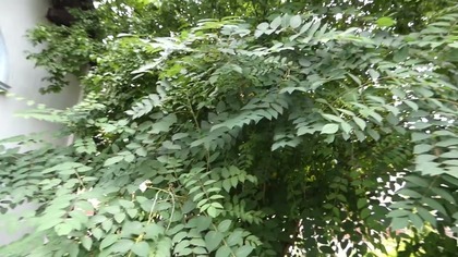 Palecznik chiński  niezwykły krzew o palcach nieboszczyka