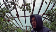 Odc 768. Przymrozek trochę pozamiatał, najlepszego siostra,ostatnia część o pomidorach,polecane itp