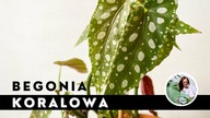 BEGONIA - uprawa, pielęgnacja, rozmnażanie.  Jak dbać, o begonię koralową?