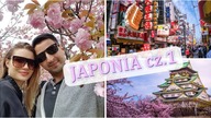 Plastikowe jedzenie i czapki dla kotów| OSAKA