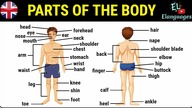 Parts of the body in English - Human body parts names vocabulary