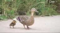 Kacza mama prosi przechodniów o pomoc... 