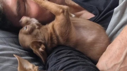 Słodziak & leń #chihuahua