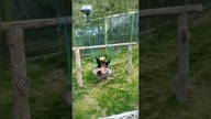 Kiedy życie daje w kość, że bądź pandą  #panda