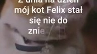 Kot podbierał jedzenie z domu i zanosił innej czworonożnej istotce by nie umarł z głodu