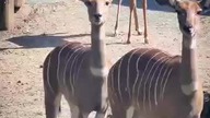 Antylopa Kudu #short
