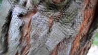 [Recytacja] Cypis - 6 Dzień Tygodnia