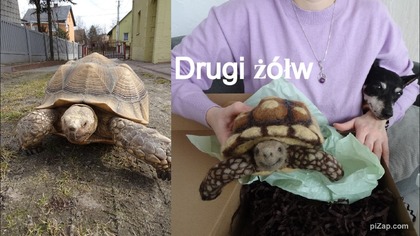 Pierwsze wyjście żółwia na spacer w nowym sezonie