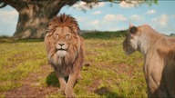 Mufasa: Król Lew (2024) 4K - Obasi nie chce przyjąć Mufasy do stada