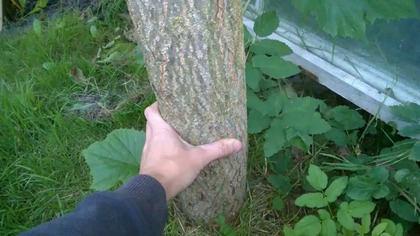 178.  Paulownia puszysta- Sianie rok 2009 i Rok 2016