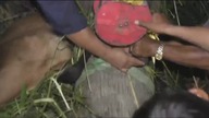 LiveLeak - Calf rescued after tree blew over and pinned him to the ground in Thailand