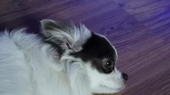 Chihuahua Luna Day 248