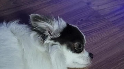 Chihuahua Luna Day 248