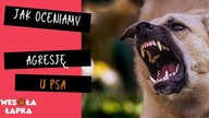 Jak oceniamy agresję u psa?