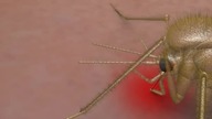 Leishmania I - cykl rozwojowy wewnątrz insekt&oacute;w 