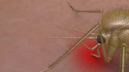 Leishmania I - cykl rozwojowy wewnątrz insekt&oacute;w 
