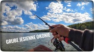 Grube jesienne okonie // październik 2022