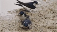 House Martin (Delichon urbicum) tribute