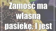 Zamość ma własną pasiekę.  I jest z tego miód