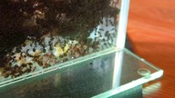 Messor barbarus  porażki i sukcesy.  Zaczynam nowe kolonię od samotnych królowych.