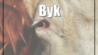 Byk poturbował gospodarza