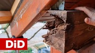 1185.  Pilna naprawa zniszczonej końcówki murłaty