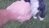 #doglover #shih-tzu