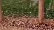 Wypadek Podczas Wyścigu Psów!!!
