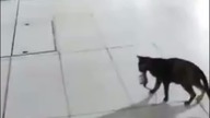 Prawdziwy łowca