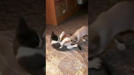 Kocie zabawy  #shorts #kot #kotek #kotki #kittens #funny #funnycats #meow #zabawa