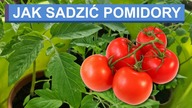 Jak sadzić pomidory.  Co dać pod korzeń pomidora aby plony były obfite.