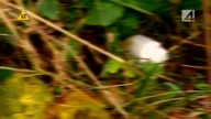 Galileo. 179. TV4