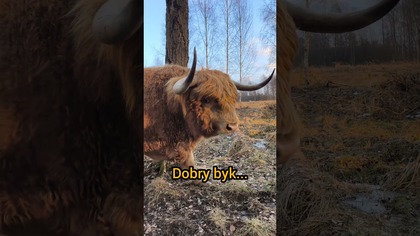 Dobry byk to..