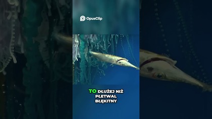 Syfonofor Najdłuższe zwierzę na Ziemi  Tajemnice Głębin