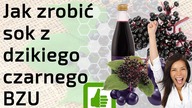 Jak zrobić sok z dzikiego czarnego bzu - najlepszy