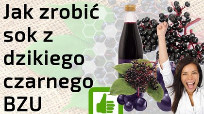 Jak zrobić sok z dzikiego czarnego bzu - najlepszy