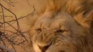 Panthera leo - Lions tribute - Believer