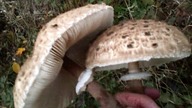 Grzyby, Grzybobranie 2019 + Potężny Wysyp Kanii Czubajki, Oddam Grzyby