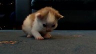 Wee kitten