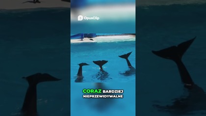 Tilikum Orca z SeaWorld, tragedia w niewoli #dokument #historia #faktyokobietach