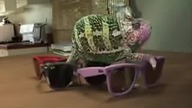 Kamelon i okulary