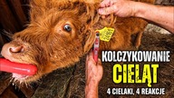 Kolczykowanie cieląt w praktyce  4 cielaki, 4 zupełnie różne sytuacje