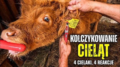 Kolczykowanie cieląt w praktyce  4 cielaki, 4 zupełnie różne sytuacje