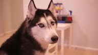 Ładnie spiewający Husky